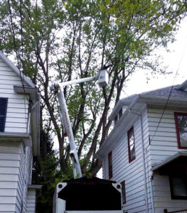 Tree Services: Cutting or Pruning even in very difficult situations throughout Monroe County NY