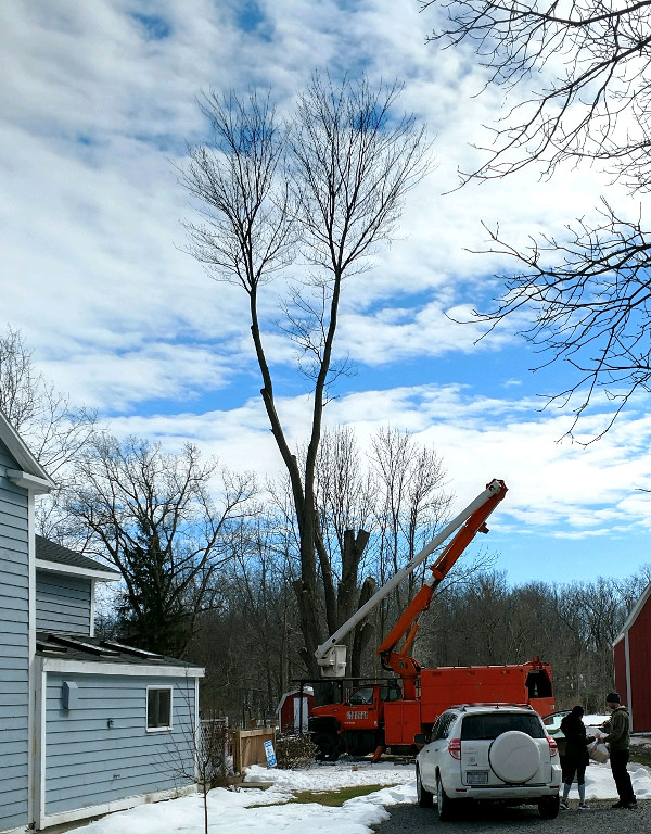 Rochester's Tree Service Company providing Tree Removal, Tree Pruning, Stump Removal - ArborScaper Tree & Landscape serving Rochester and Monroe County NY