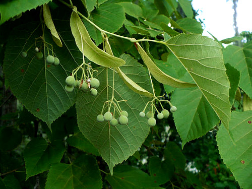 The American Linden tree's leaves - ArborScaperTree.com