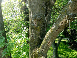 Emerald Ash Borer problem Tree removed by ArborScaper Tree & Landscape in Rochester, NY