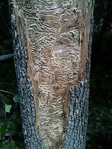 ash tree damage caused by EAB