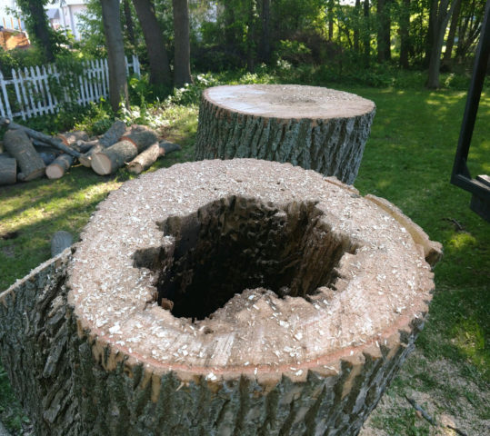 ArborScaper is a Leader in the Tree Service Industry at Removal of Infected or Dead Ash Trees