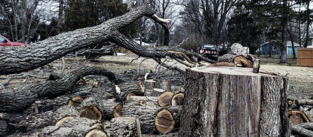 Fall and Winter Tree Care in Rochester NY
