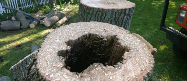 ArborScaper is a Leader in the Tree Service Industry at Removal of Infected or Dead Ash Trees